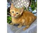 Adopt 4/9/24 - Tito a Domestic Shorthair / Mixed (short coat) cat in Stillwater