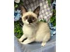 Adopt 4/9/24 - Rebbie a Manx / Mixed (short coat) cat in Stillwater
