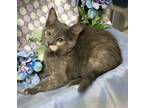 Adopt 4/9/24 - Janet a Domestic Shorthair / Mixed (short coat) cat in