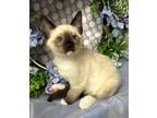 Adopt 4/11/24 - Reggie a Domestic Shorthair / Mixed (short coat) cat in