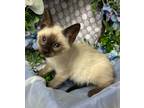 Adopt 4/11/24 - Bo a Domestic Shorthair / Mixed (short coat) cat in Stillwater