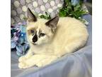 Adopt 4/18/24 - Journey a Manx / Mixed (short coat) cat in Stillwater