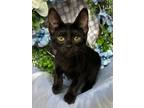 Adopt 4/18/24 - Jenny a Manx / Mixed (short coat) cat in Stillwater