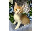 Adopt 4/18/24 - Ryan a Domestic Shorthair / Mixed (short coat) cat in