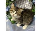Adopt 4/27/24 - Aleece a Domestic Shorthair / Mixed (short coat) cat in