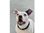 Adopt Amy a Pit Bull Terrier / Mixed dog in Victoria, BC (41402417)