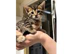 Adopt Arlo a Tiger Striped Domestic Shorthair (short coat) cat in Northlake