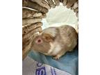Adopt Minnie *bonded To Mickey a Guinea Pig small animal in Vancouver