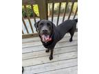 Adopt Brodie a Brown/Chocolate Labrador Retriever / Mixed dog in Alpharetta
