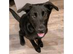 Adopt Penny a Black Labrador Retriever / Mutt / Mixed dog in Wilmer