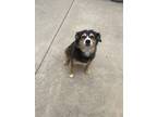 Adopt Zoe a Tricolor (Tan/Brown & Black & White) Australian Shepherd / Mixed dog