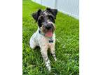 Adopt Snoopy a Schnauzer