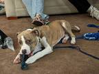 Adopt Louis a Brindle American Pit Bull Terrier / American Staffordshire Terrier
