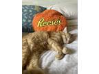 Adopt Mercury a Orange or Red Tabby American Shorthair / Mixed (short coat) cat
