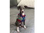 Adopt Binx a Gray/Blue/Silver/Salt & Pepper Italian Greyhound / Mixed dog in