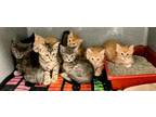 Adopt Muppet Litter a Orange or Red (Mostly) Domestic Shorthair (short coat) cat