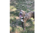 Adopt Canelo a Brindle American Pit Bull Terrier / Mixed dog in Fresno