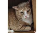 Adopt Booker a Orange or Red Domestic Shorthair / Domestic Shorthair / Mixed cat