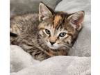 Adopt Mable a Brown or Chocolate Domestic Shorthair / Domestic Shorthair / Mixed