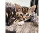 Adopt Chestnut a Brown or Chocolate Domestic Shorthair / Domestic Shorthair /