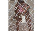 Adopt Nix a Red/Golden/Orange/Chestnut American Pit Bull Terrier / Mixed dog in