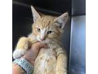 Adopt Cleetus a Domestic Medium Hair