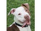 Adopt Poncho a Brown/Chocolate American Pit Bull Terrier / Mixed dog in Madison