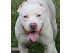 Adopt Potato a White American Pit Bull Terrier / Mixed Breed (Medium) / Mixed