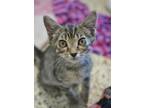 Adopt Buc-ee's 52324 a Brown or Chocolate Domestic Shorthair / Domestic
