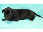 Adopt Jolly a Black Labrador Retriever / Mixed dog in LAMPASAS, TX (41452549)