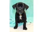 Adopt Mike a Black Labrador Retriever / Mixed dog in LAMPASAS, TX (41452548)