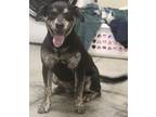 Adopt Kimchi a Black Mixed Breed (Medium) / Mixed dog in LAMPASAS, TX (41452545)