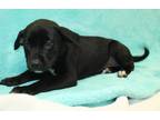 Adopt Laffy a Black Labrador Retriever / Mixed dog in LAMPASAS, TX (41452544)