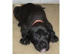 Adopt Twix a Black Labrador Retriever / Mixed dog in LAMPASAS, TX (41452539)