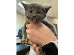 Adopt Cayenne - FOSTER a Gray or Blue Domestic Shorthair / Domestic Shorthair /
