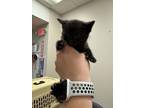 Adopt Paprika - FOSTER a All Black Domestic Shorthair / Domestic Shorthair /