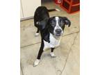 Adopt Tofu a Black Mixed Breed (Large) / Mixed dog in LAMPASAS, TX (41452536)
