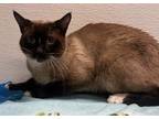 Adopt Michael a Brown or Chocolate Siamese / Domestic Shorthair / Mixed cat in