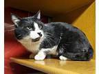 Adopt Baldur a All Black Domestic Shorthair / Domestic Shorthair / Mixed cat in