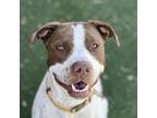 Adopt MJ a White Pointer / American Pit Bull Terrier / Mixed (short coat) dog in