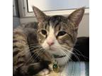 Adopt Whiskers a Brown Tabby Domestic Shorthair / Mixed Breed (Medium) / Mixed