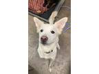 Adopt Jolene a White Labrador Retriever / Mixed dog in Florence, AL (41175128)