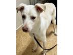 Adopt Hades a White Great Pyrenees / Mixed dog in San Antonio, TX (40668215)