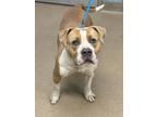 Adopt Chevy a Tan/Yellow/Fawn Mixed Breed (Large) / Mixed dog in Chamblee