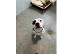 Adopt Zander a White Boston Terrier / American Pit Bull Terrier / Mixed (short