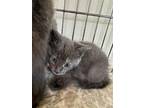 Adopt Nesta a Gray or Blue Domestic Mediumhair / Domestic Shorthair / Mixed