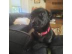 Adopt Luna a Black Dachshund / Labrador Retriever / Mixed dog in Springfield