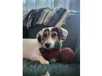 Adopt Poppet a Beagle / Corgi / Mixed dog in Fond du Lac, WI (41316884)
