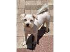 Adopt Rose a White Miniature Schnauzer / Miniature Poodle / Mixed dog in Naples