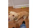 Adopt Hope a Tan/Yellow/Fawn American Pit Bull Terrier / Labrador Retriever /